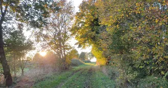 Entre champ et forêt