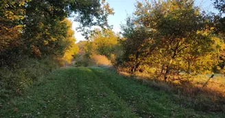 Entre champ et forêt
