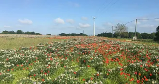 1c12a6d4f4a39869e3531d02ba34c51f1a9a2913.jpeg 1c12a6d4f4a39869e3531d02ba34c51f1a9a2913.jpeg